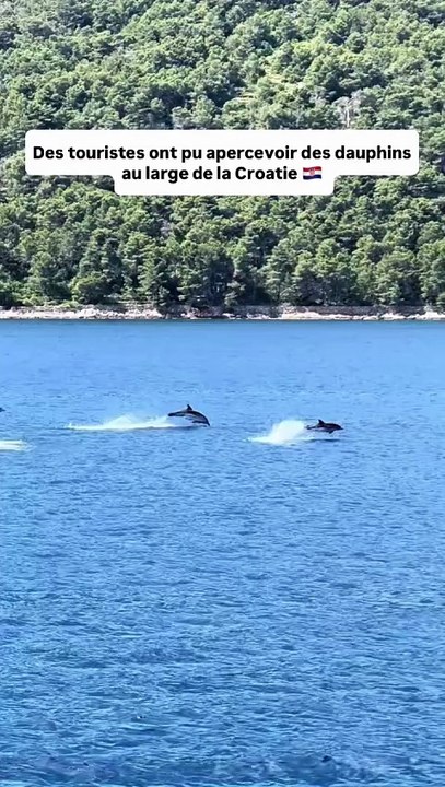 Quand tu croises des Dauphins en Croatie 🇭🇷