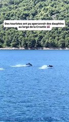 Quand tu croises des Dauphins en Croatie 🇭🇷