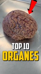 TOP 10 DES ORGANES LES PLUS GRANDS !