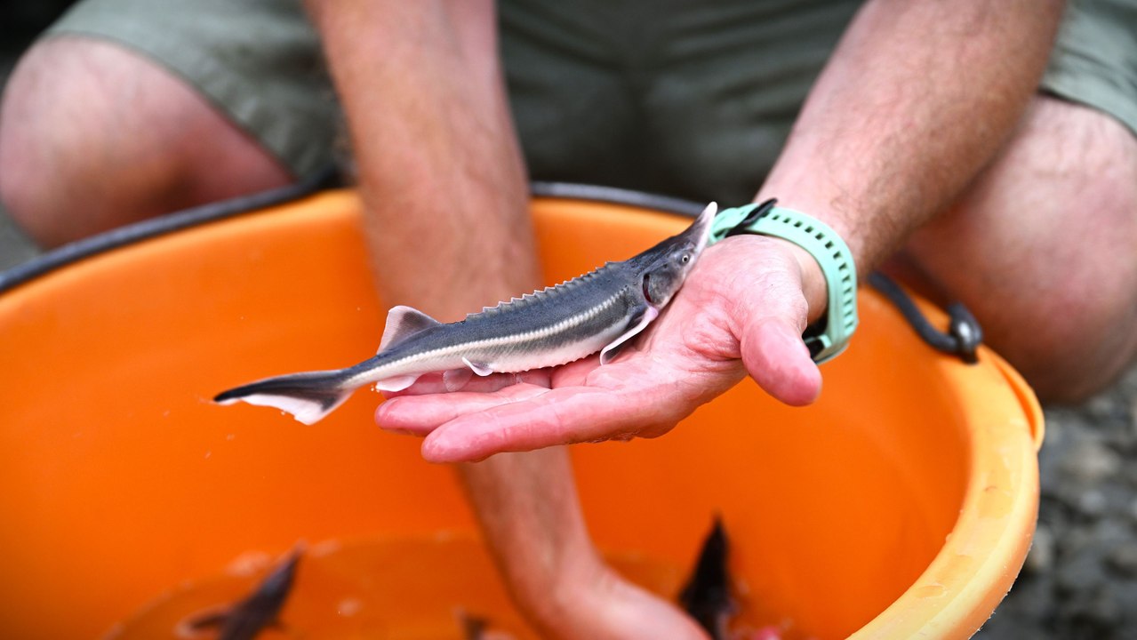 Forschende sehen 'Meilenstein' für Stör-Comeback in Donau