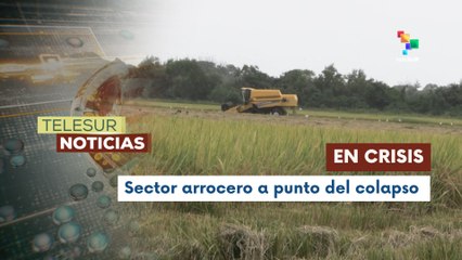 Sector arrocero de Panamá entra en crisis debido a la sequía, y el cierre del Banco de Crédito