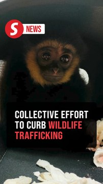 Unified effort needed to curb wildlife trafficking, says MAG boss