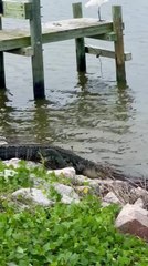 Alligator Crosses Road and Swims Away
