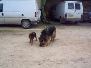Mes Loups x33`