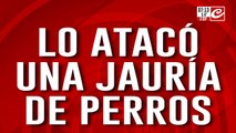 Entró a robar naranjas y fue atacado por una jauría de perros