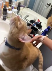 Hãy xem mèo của bạn có những công tắc thú vị này không