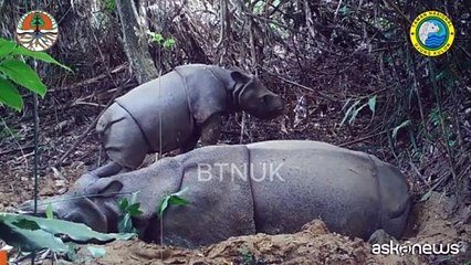 Un raggio di speranza: avvistato un piccolo rinoceronte di Giava in Indonesia