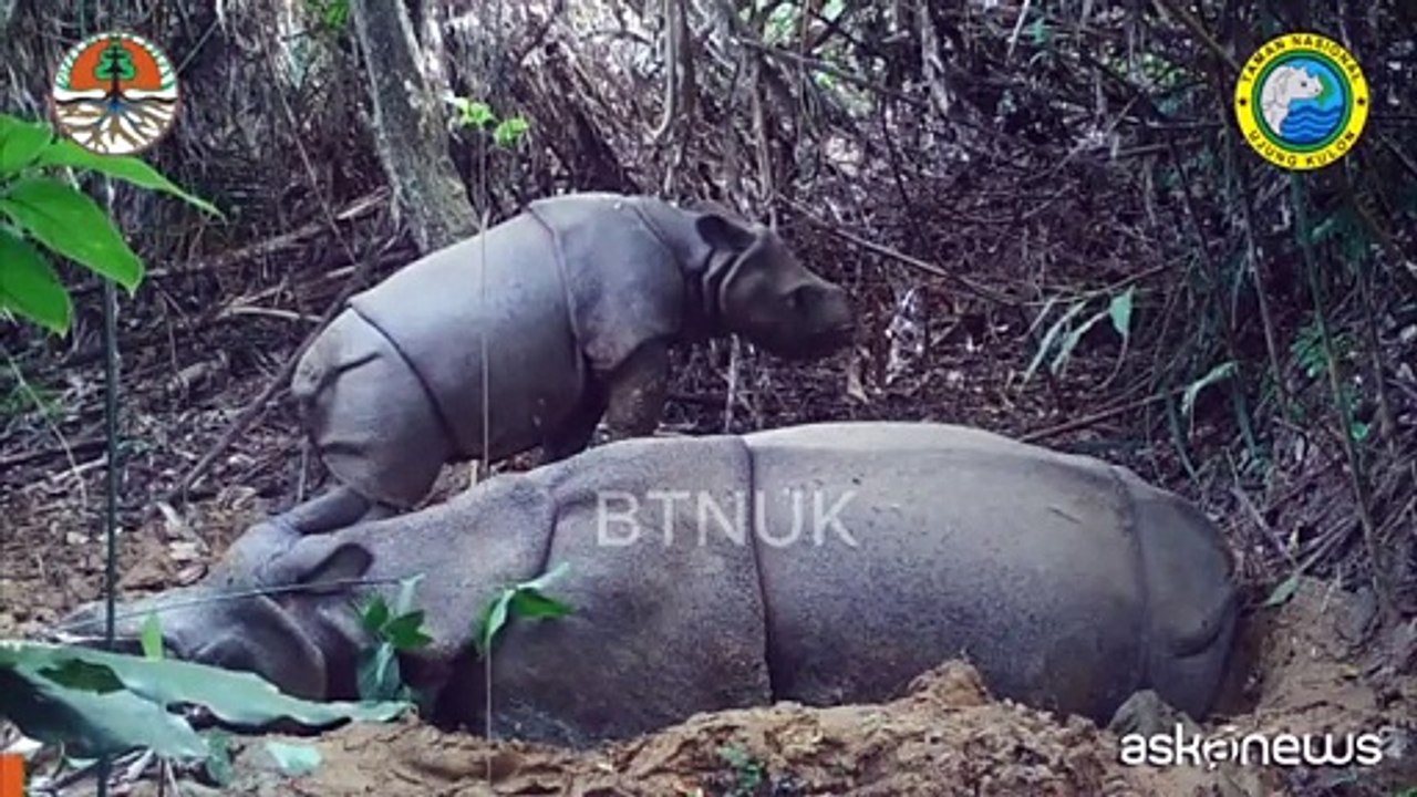 Un raggio di speranza: avvistato un piccolo rinoceronte di Giava in Indonesia