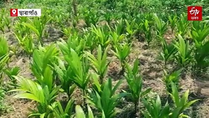 কোনোদিনে ধান খেতি কৰি নোপোৱা এখন গাঁও, ক'ত আছে এই বিশেষ গাঁওখন ?