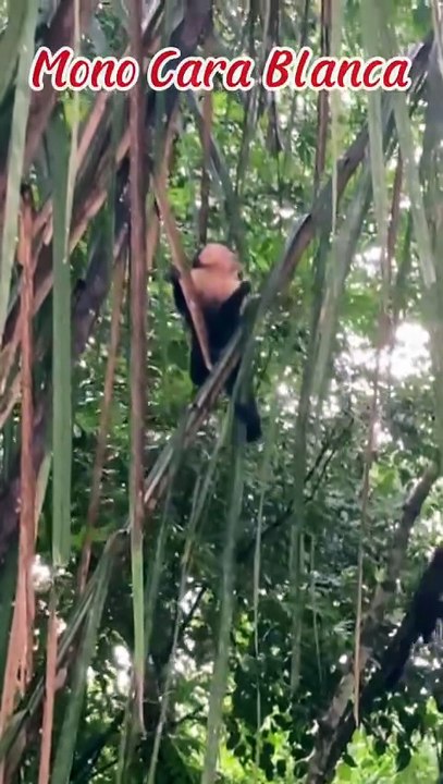Mono Cara Blanca