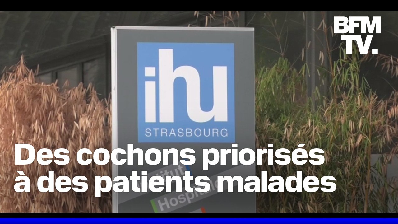 Des cochons priorisés face à des patients gravement malades à l'IHU de Strasbourg