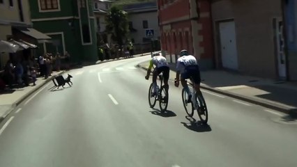Un perro casi causa el pánico en LaVuelta: ¡saltó a la carretera incluso atado a una silla!