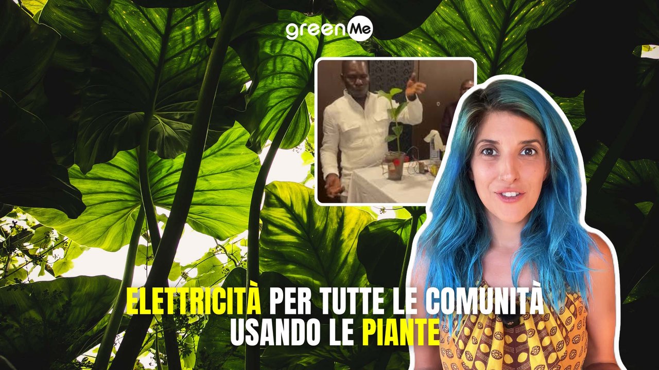 Elettricità per tutte le comunità usando le piante