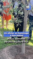 Nice : un arbre planté en hommage à Ilan Halimi près de 20 ans après son assassinat