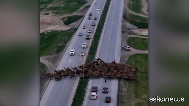 Tutti fermi, passano i dromedari: una mandra blocca il traffico in Oman