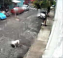 VIDEO: Pitbull mató a un chihuahua, la dueña del can agresor intentó ocultar el crimen