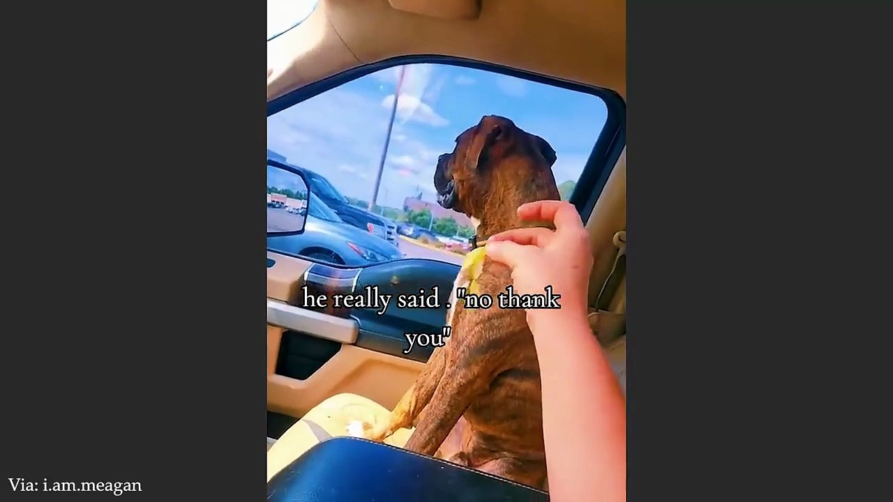 Dogs and Humans Are The Silliest Duo Ever 🤣 Funny Dog and Human