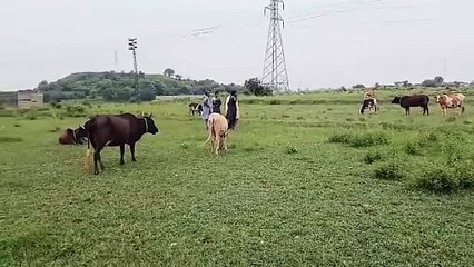 Grazing Animals