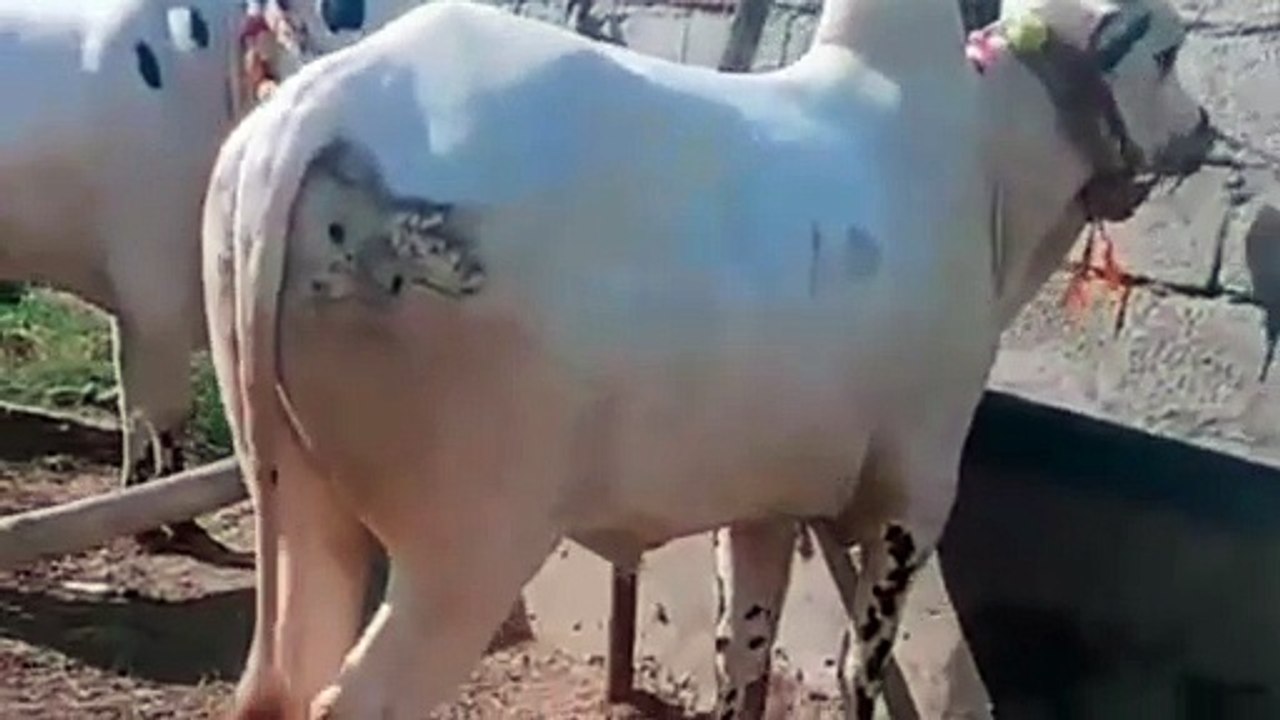 Fatehjangi Breed Bulls/Dhani Bulls/Qurbani 2026