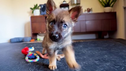 Abandoned Blind Puppy Reunites With Her Sister