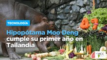 Hipopótama Moo Deng cumple su primer año en Tailandia
