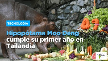 Hipopótama Moo Deng cumple su primer año en Tailandia