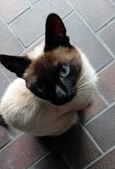 This Siamese Cat’s EYES Are Unreal 👀✨#shorts #funny #funnycats