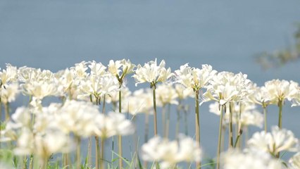 [영상] 이제는 가을?...활짝 핀 붉노랑상사화 / YTN