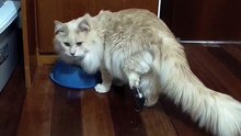 Gato com prótese de Jaraguá do Sul