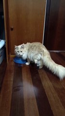 Gato Abomi Recebe Nova Prótese em Jaraguá do Sul 🐾