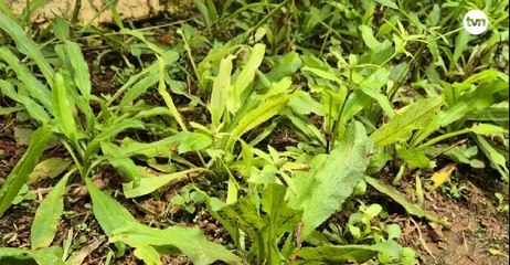 Plaga afecta cultivos de culantro en Capira; MIDA recomienda rotación de siembras