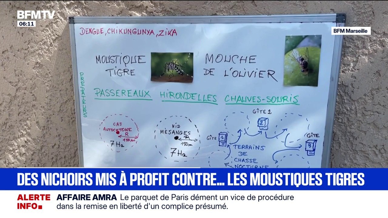 Dans les Bouches-du-Rhône, les oiseaux et les chauves-souris mis à profit pour chasser les moustiques tigres