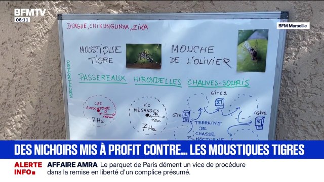 Dans les Bouches-du-Rhône, les oiseaux et les chauves-souris mis à profit pour chasser les moustiques tigres