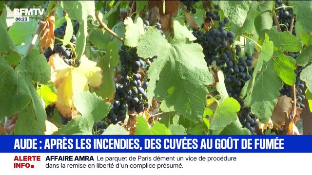 Aude: après les incendies, certaines vignes ne seront pas récoltées, car trop imprégnées par la fumée