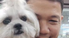 🔴 CUTIE PICKLES FIRST VIDEO RUN WITH LEASH #shihtzu