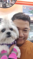 🔴 CUTIE PICKLES FIRST VIDEO RUN WITH LEASH #shihtzu