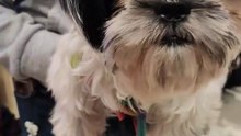 🔴 MEET OREO SHIHTZU FRIEND NI PICKLES #shihtzu