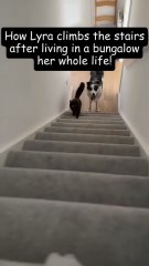 😹 Funniest Cat Short Ever | Try Not to Laugh