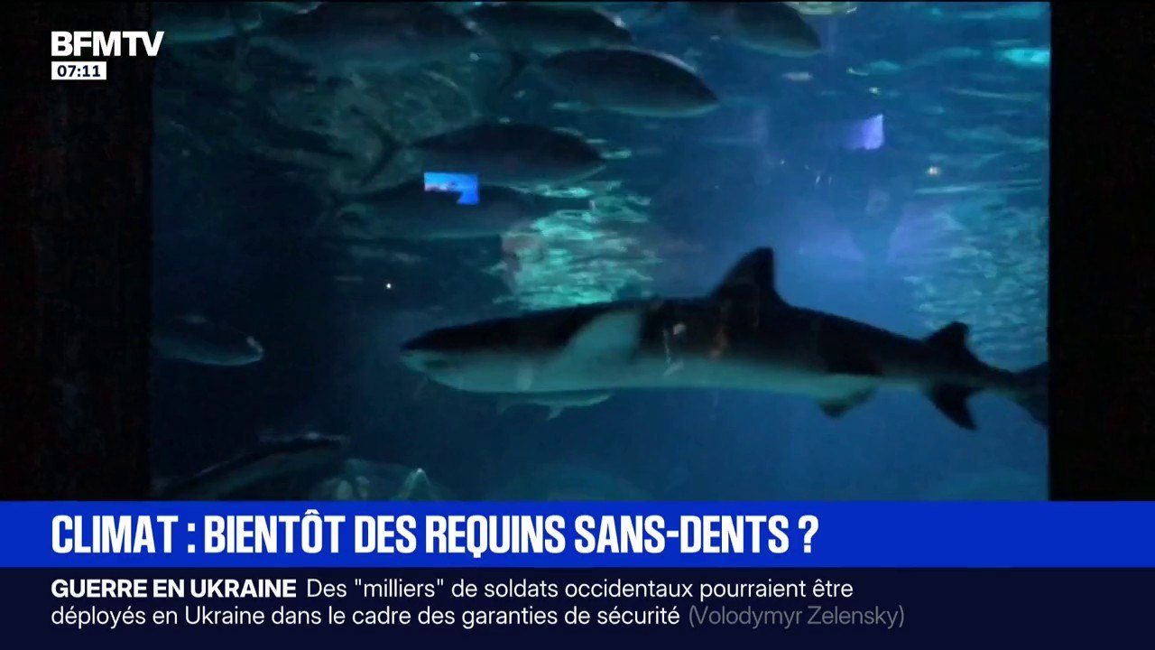L'acidification des océans, provoquée par l’excès de CO2, fragilise la dentition des requins, selon une étude allemande