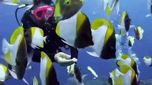 Os animais mais fofos do mundo N•343