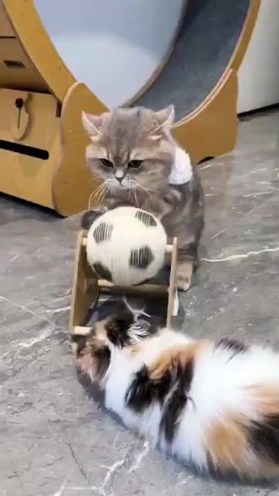 How to distract your cat in five seconds