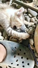 andaman_baby_cat and rad bom action video short video reels video