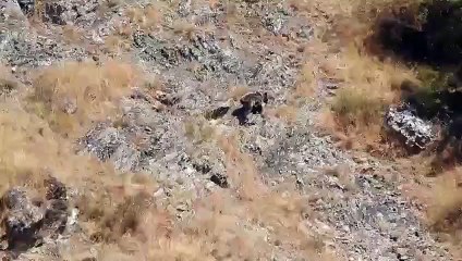 El oso Barniedo captado en un vídeo tras sobrevivir a dos incendios en León