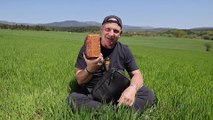 Tohumdan sofraya Iza buğdayının hikayesi Yeşil Doğa'da ekrana geldi