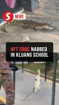 Juvenile crocodile captured at Kluang school
