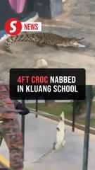 Juvenile crocodile captured at Kluang school