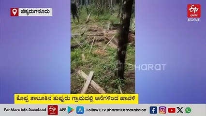 ತೋಟದ ಗೇಟ್ ಮುಂಭಾಗ ಬಂದು ನಿಂತ ಕಾಡಾನೆ; ನೂರಾರು ಅಡಕೆ ಮರ ನಾಶ