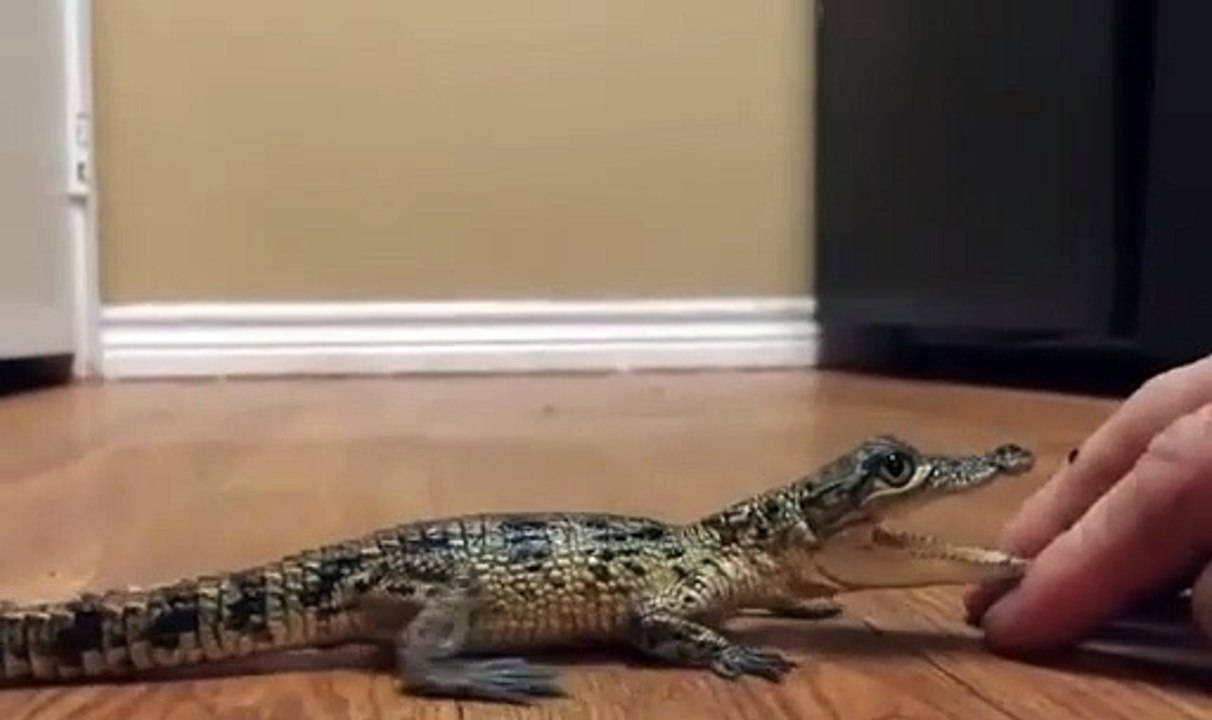 Ce bébé crocodile déteste les calins... Attention les doigts