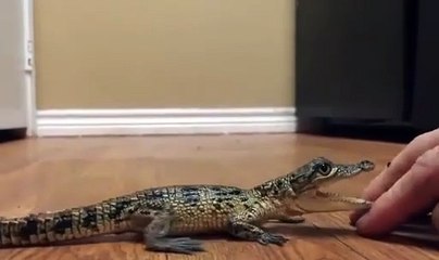 Ce bébé crocodile déteste les calins... Attention les doigts