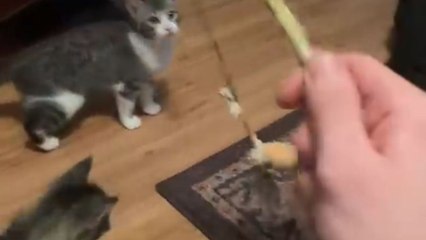 Kitten jumps to catch wand but ends up in a fluffy little tumble